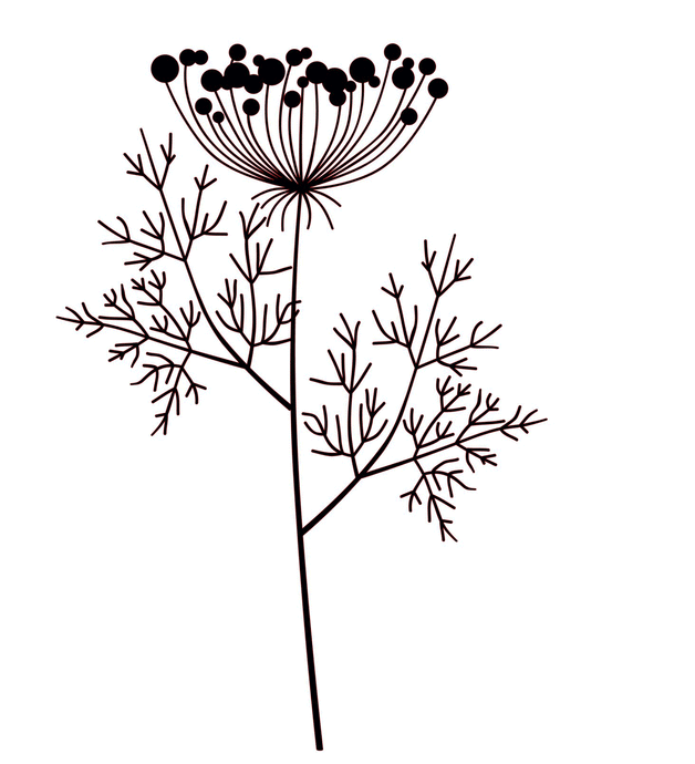 FENNEL'S BUNCH Sizes Reusable Stencil Shabby Chic Floral Romantic Style 'Flora55'